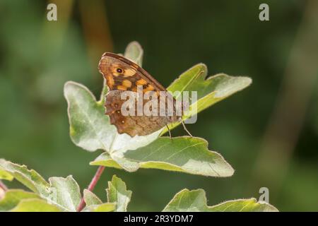 Pararge aegeria, ssp. Aegeria, bekannt als gesprenkelter Holzschmetterling, Holzschmetterling Stockfoto