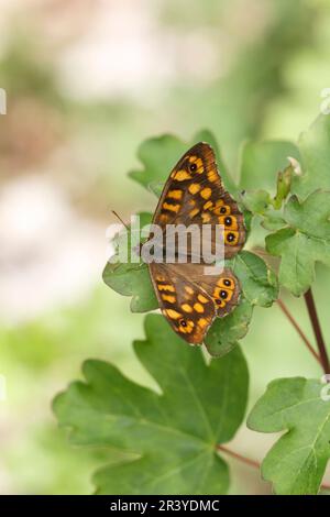 Pararge aegeria, ssp. Aegeria, bekannt als gesprenkelter Holzschmetterling, Holzschmetterling Stockfoto