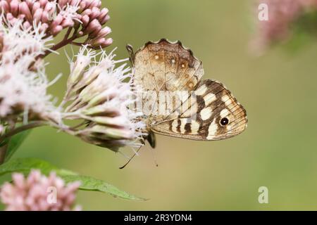 Pararge aegeria, ssp. Tircis, bekannt als gesprenkelter Holzschmetterling, Holzschmetterling Stockfoto