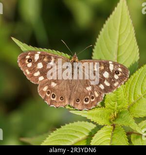 Pararge aegeria, ssp. Tircis, bekannt als gesprenkelter Holzschmetterling, Holzschmetterling Stockfoto