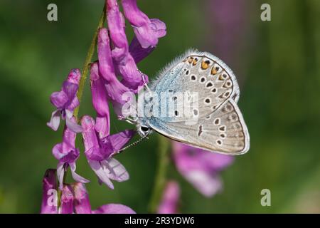 Polyommatus amandus, bekannt als Amandas Blau, Türkisblau, Amandas blauer Schmetterling Stockfoto