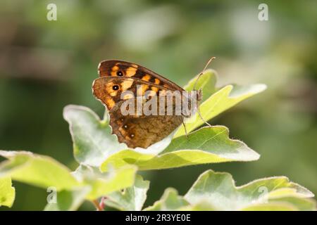 Pararge aegeria, ssp. Aegeria, bekannt als gesprenkelter Holzschmetterling, Holzschmetterling Stockfoto