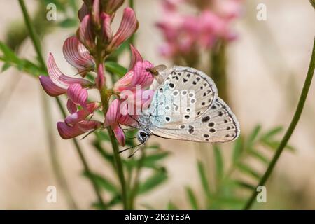 Phengaris arion (Syn. Maculinea arion), auch bekannt als der große blaue Schmetterling Stockfoto