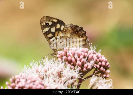 Pararge aegeria, ssp. Tircis, bekannt als gesprenkelter Holzschmetterling, Holzschmetterling Stockfoto