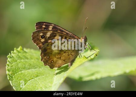 Pararge aegeria, ssp. Tircis, bekannt als gesprenkelter Holzschmetterling, Holzschmetterling Stockfoto