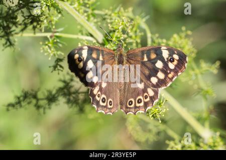 Pararge aegeria, ssp. Tircis, bekannt als gesprenkelter Holzschmetterling, Holzschmetterling Stockfoto