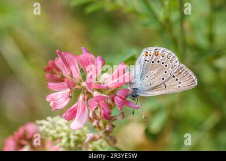 Polyommatus amandus (Polyommatus amanda), Vogelwicken-Bläuling, Prächtiger Bläuling - Polyommatus amandus, bekannt als Amandas Blau, Türkisblau, Ama Stockfoto