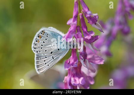 Polyommatus amandus, bekannt als Amandas Blau, Türkisblau, Amandas blauer Schmetterling Stockfoto