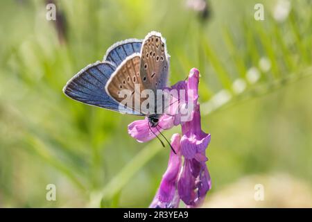 Polyommatus amandus (männlich), bekannt als Amandas Blau, Türkisblau, Amandas blauer Schmetterling Stockfoto