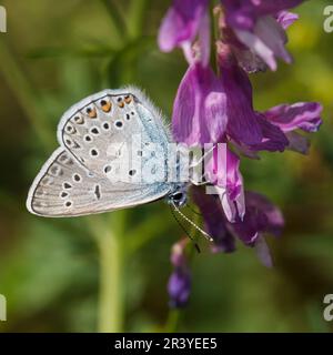 Polyommatus amandus, bekannt als Amandas Blau, Türkisblau, Amandas blauer Schmetterling Stockfoto