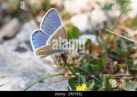 Polyommatus dorylas (männlich), auch bekannt als türkisblauer Schmetterling Stockfoto