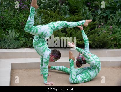 BILDER ABLEGEN. 25. Mai 2023. Die Gruppe der Öko-Aktivisten Just Stop Oil hat heute auf der Chelsea Flower Show, entworfen von Paul Hervey-Brookes, orangefarbene Farbe auf den RBC Brewin Dolphin Garden gesprüht (Bilder zeigen Künstler im Garten am Press Day am Montag Anfang dieser Woche). Pimlico, London, Großbritannien. 22. Mai 2023. Ein Paar darstellender Schlangenmenschen führt eine Interpretation durch, die den Wissenstransfer durch eine stufenweise Bewegung darstellt, wobei das Thema des Gartens aufgegriffen wird. Kredit: Maureen McLean/Alamy Live News Stockfoto