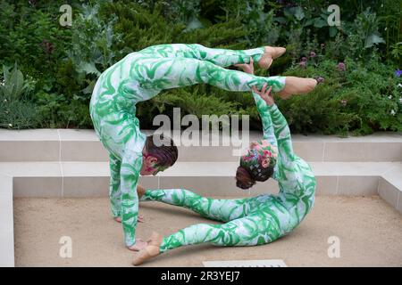 BILDER ABLEGEN. 25. Mai 2023. Die Gruppe der Öko-Aktivisten Just Stop Oil hat heute auf der Chelsea Flower Show, entworfen von Paul Hervey-Brookes, orangefarbene Farbe auf den RBC Brewin Dolphin Garden gesprüht (Bilder zeigen Künstler im Garten am Press Day am Montag Anfang dieser Woche). Pimlico, London, Großbritannien. 22. Mai 2023. Ein Paar darstellender Schlangenmenschen führt eine Interpretation durch, die den Wissenstransfer durch eine stufenweise Bewegung darstellt, wobei das Thema des Gartens aufgegriffen wird. Kredit: Maureen McLean/Alamy Live News Stockfoto