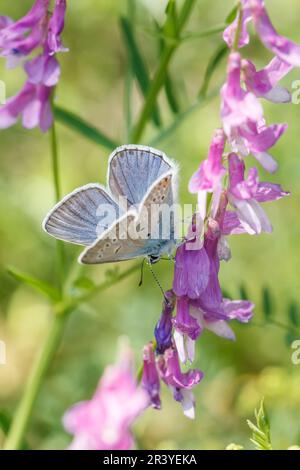 Polyommatus amandus (männlich), bekannt als Amandas Blau, Türkisblau, Amandas blauer Schmetterling Stockfoto