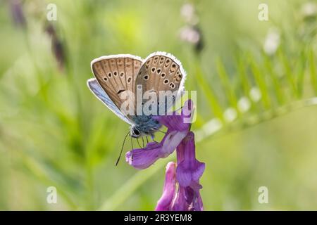 Polyommatus amandus (männlich), bekannt als Amandas Blau, Türkisblau, Amandas blauer Schmetterling Stockfoto