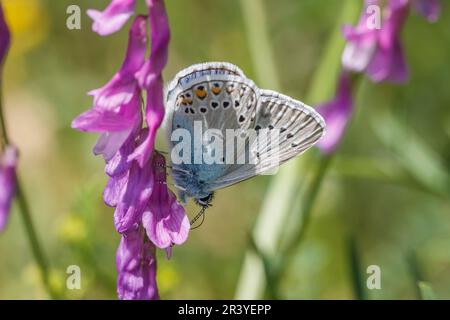 Polyommatus amandus (männlich), bekannt als Amandas Blau, Türkisblau, Amandas blauer Schmetterling Stockfoto