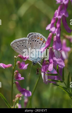 Polyommatus amandus (männlich), bekannt als Amandas Blau, Türkisblau, Amandas blauer Schmetterling Stockfoto