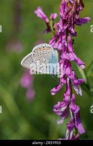 Polyommatus amandus (Polyommatus amanda), Vogelwicken-Bläuling, Prächtiger Bläuling - Polyommatus amandus, bekannt als Amandas Blau, Türkisblau, Ama Stockfoto