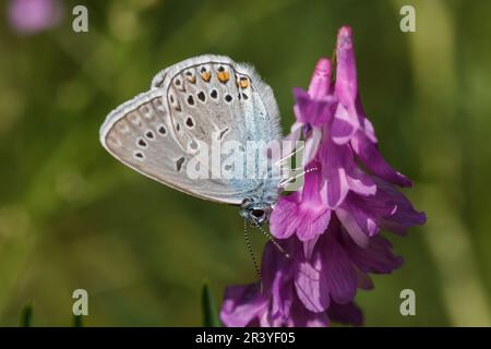 Polyommatus amandus (männlich), bekannt als Amandas Blau, Türkisblau, Amandas blauer Schmetterling Stockfoto