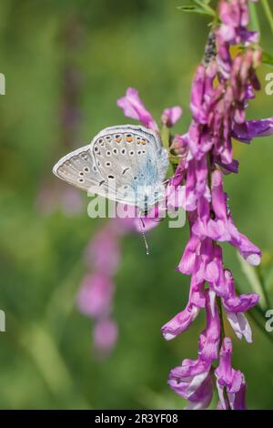 Polyommatus amandus (Polyommatus amanda), Vogelwicken-Bläuling, Prächtiger Bläuling - Polyommatus amandus, bekannt als Amandas Blau, Türkisblau, Ama Stockfoto