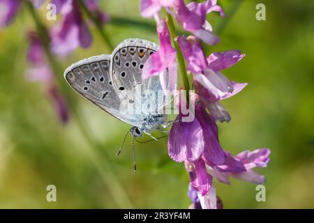 Polyommatus amandus, bekannt als Amandas Blau, Türkisblau, Amandas blauer Schmetterling Stockfoto