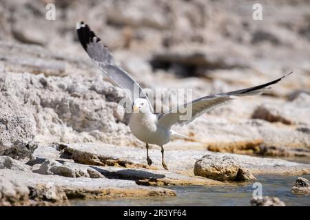 Kalifornische Möwe startet vom See Stockfoto