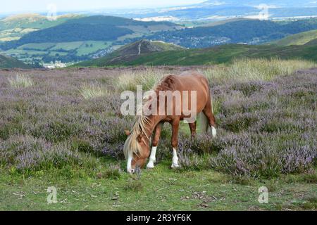 Pony on the Long Mynd, Shropshire Hills, Shropshire, Großbritannien Stockfoto