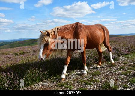 Pony on the Long Mynd, Shropshire Hills, Shropshire, Großbritannien Stockfoto