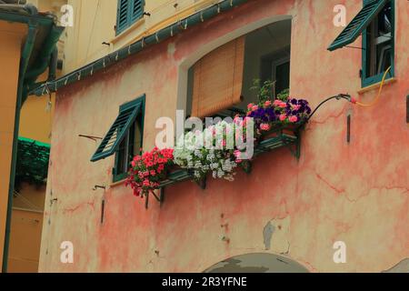 Das Fenster eines alten Hauses mit bunten Blumen im Ferienort Baglasko in Ligurien. Stockfoto