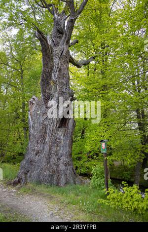 Památný dub, Velké Stavidlo, Zlatá stoka, Trebon, Jizni Cechy, Ceska Republika / Goldener Kanal, Trebon Stadt, Southa Böhmen, Tschechische republik Stockfoto