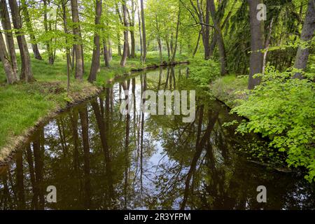 Zlatá stoka, Trebon, Jizni Cechy, Ceska Republika/Golden Canal, Trebon, Southa Böhmen, Tschechische Republik Stockfoto