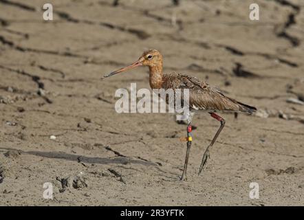 Schwarzschwanzgöttchen (Limosa limosa), ausgewachsen auf schlammigem Bach, in Zuchtgefieder mit Farbring und „Flagge“ auf den Beinen Coto Donana, Andalusien, Stockfoto