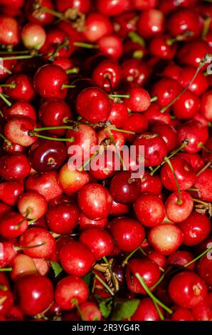 Frisch gepflückte Kirschen aus biologischem Anbau Stockfoto