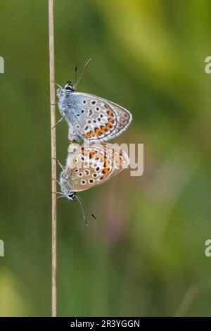 Plebejus argus, auch bekannt als Silberbesatz Blau (von oben nach unten, männlich und weiblich) Stockfoto