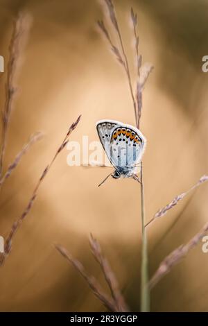 Plebejus argus, auch bekannt als Silberstickerblau (männlicher Schmetterling aus Deutschland) Stockfoto