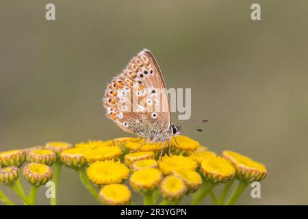 Lysandra coridon, Polyommatus coridon (weiblicher Schmetterling), bekannt als Chalkhill Blue Butterfly Stockfoto