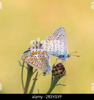 Polyommatus ikarus, auch bekannt als Blauer Schmetterling, Blauer Schmetterling, Kopula (links weiblich, rechts männlich) Stockfoto