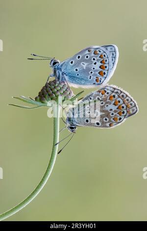 Polyommatus ikarus, auch bekannt als Blauer Schmetterling, Blauer Schmetterling Stockfoto