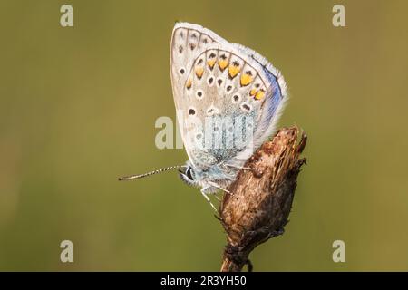 Polyommatus ikarus (männlicher Schmetterling), auch bekannt als Blauer Schmetterling, Blauer Schmetterling Stockfoto