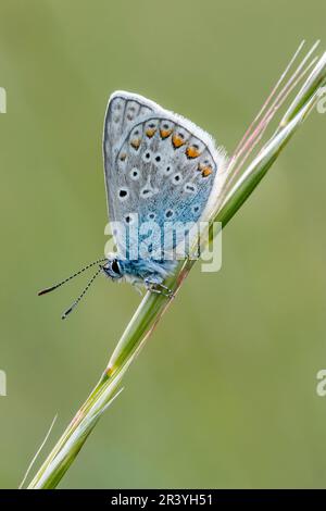 Polyommatus ikarus (männlicher Schmetterling), auch bekannt als Blauer Schmetterling, Blauer Schmetterling Stockfoto