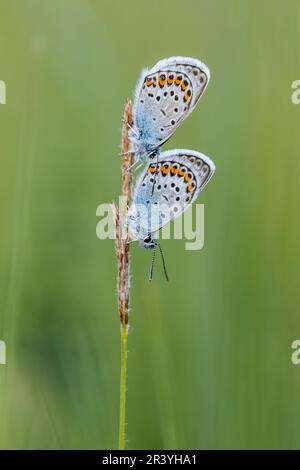 Plebejus argus Silber-besetzter blauer Schmetterling, zwei männliche Schmetterlinge Stockfoto