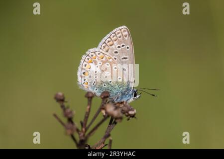 Polyommatus ikarus (männlicher Schmetterling), auch bekannt als Blauer Schmetterling, Blauer Schmetterling Stockfoto