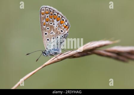 Polyommatus ikarus (weiblicher Schmetterling), auch bekannt als Blauer Schmetterling, Blauer Schmetterling Stockfoto