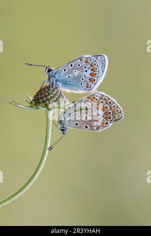 Polyommatus ikarus, auch bekannt als Blauer Schmetterling, Blauer Schmetterling Stockfoto