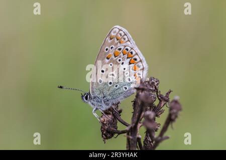 Polyommatus ikarus, auch bekannt als Blauer Schmetterling, Blauer Schmetterling Stockfoto