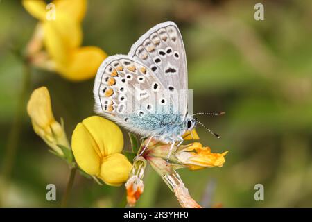 Polyommatus ikarus (männlicher Schmetterling), auch bekannt als Blauer Schmetterling, Blauer Schmetterling Stockfoto