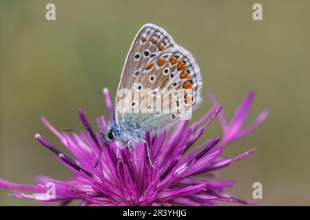 Polyommatus ikarus (männlicher Schmetterling), auch bekannt als Blauer Schmetterling, Blauer Schmetterling Stockfoto