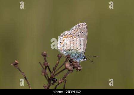Polyommatus ikarus (männlicher Schmetterling), auch bekannt als Blauer Schmetterling, Blauer Schmetterling Stockfoto