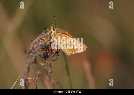 Hesperia Comma, bekannt als Silver-Fleck-Skipper, Common-Branding-Skipper, Holarktischer Grasskipper Stockfoto