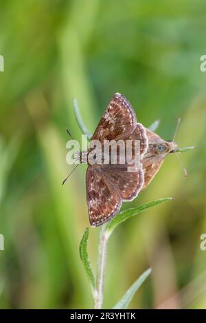 Erynnis Tages, auch bekannt als schäbiger Kapitän Stockfoto